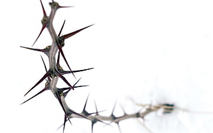 gray thorns, photography HD wallpaper