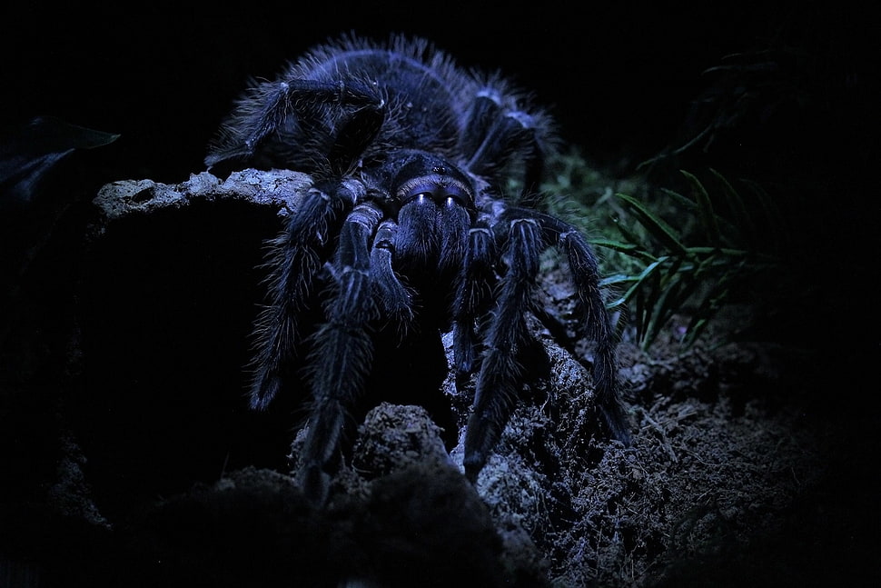 black and gray fur jacket, macro, spider, tarantula HD wallpaper