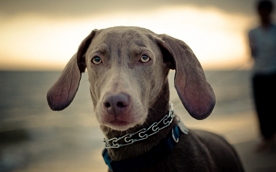 brown weimaraner closeup photography HD wallpaper