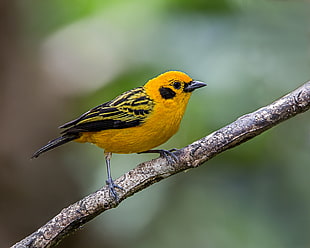 shallow depth of field photo of yellow and black bird perching on the branch of tree, tanager