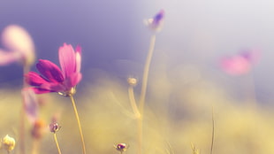 pink flower, flowers, nature, purple flowers, blurred HD wallpaper