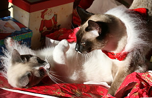 Siamese cats near gift boxes
