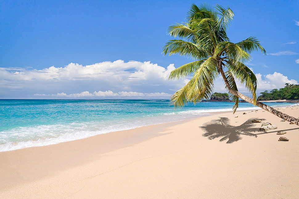 palm tree, nature, landscape, tropical, island HD wallpaper