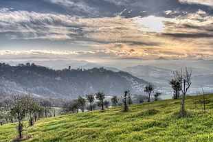green trees and grass view during day time, castellarano, italy