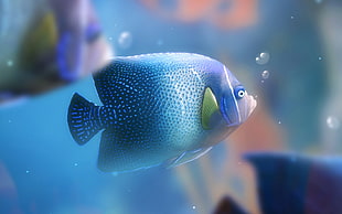 blue fish, fish, nature, water, animals HD wallpaper
