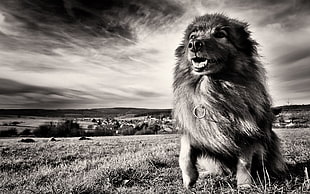 grayscale photography of long-coated dog in grass field