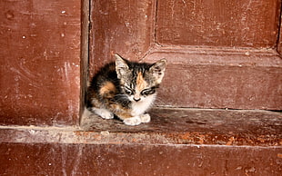 Calico mix kitten near door