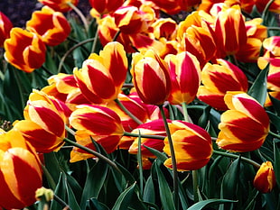 red-and-yellow Tulip flower field at daytime