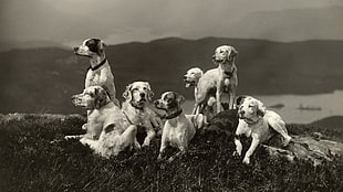 grayscale photography of adult English Pointer and Labrador Retriever photo