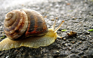 close-up photo of brown snail