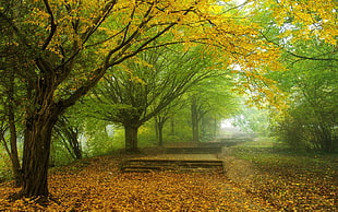 yellow leaf tree wallpaper, nature, landscape, mist, morning
