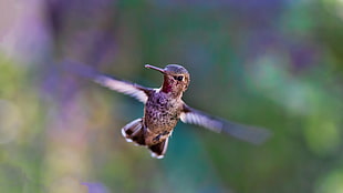 Bee Hummingbird focus photography