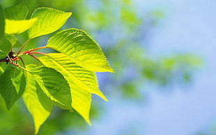 green tree leaf HD wallpaper