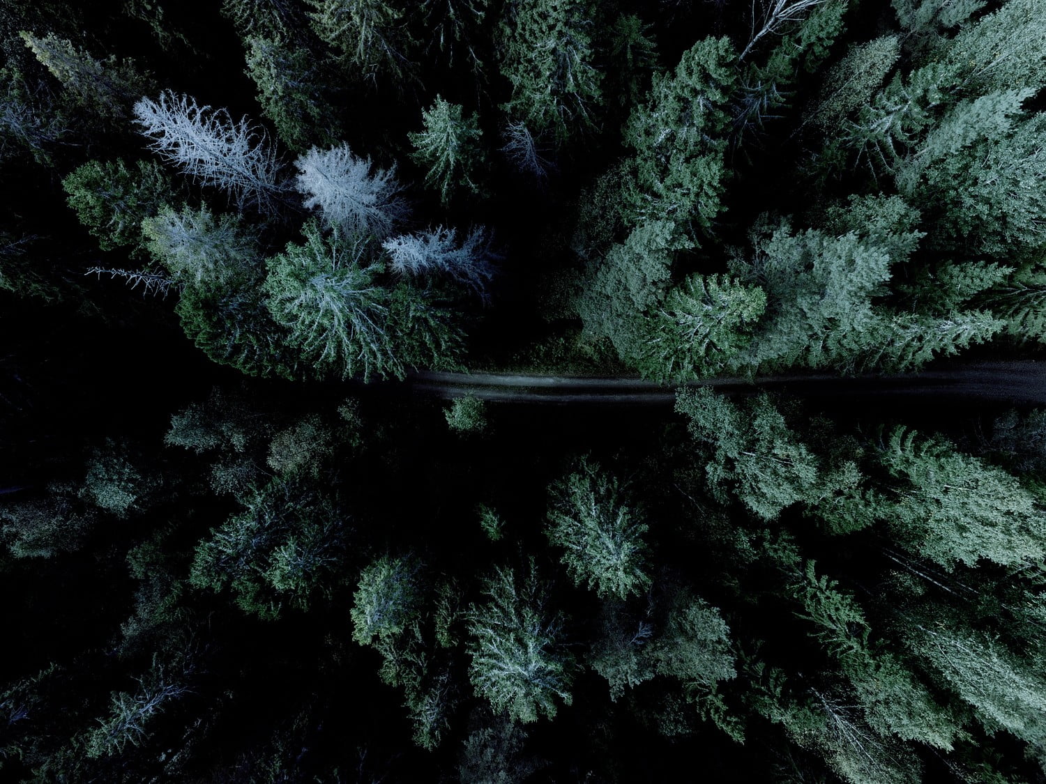 aerial photograph of road between trees, forest, road, drone, aerial view