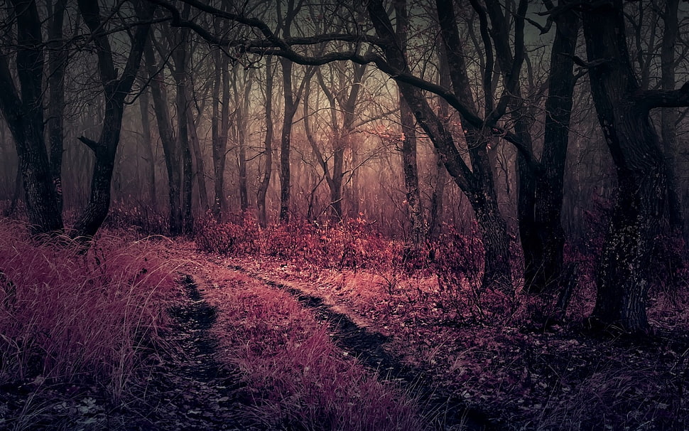 brown grass and bare trees painting HD wallpaper