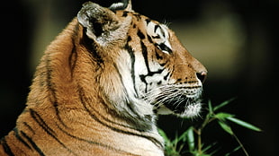 Bengal tiger selective focus photo HD wallpaper