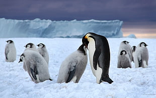 Penguins on snow field