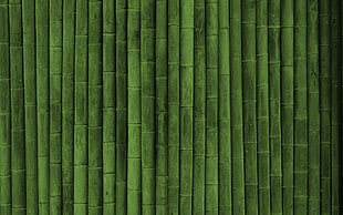 green bamboo wallpaper HD wallpaper