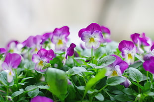 closeup photo of purple and white petaled flowers