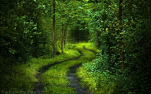 grassy pathway between trees HD wallpaper