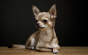photo of gray Chihuahua lying on floor