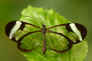 closeup photography of Glasswing Butterfly perching on green leaf, greta
