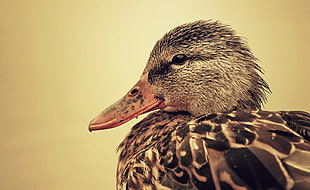 black and brown duck close up photography