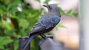 gray and blue bird standing on black railing, blue rock thrush, rock thrush