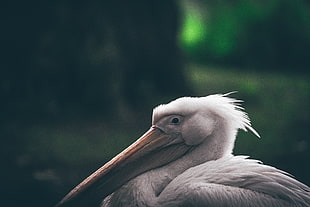 closeup photo of pelican