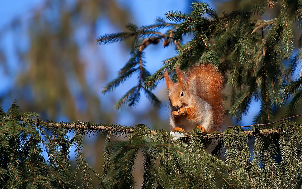 brown chipmunk on tree HD wallpaper