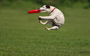 adult white and black Jack Russell terrier, animals, dog, jumping, grass HD wallpaper