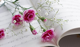 pink and white flowers in music book