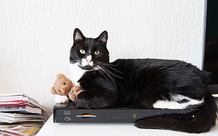 short-fured black and white cat lying on black DVD player