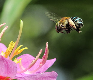 close up photo of bee and pink petal flower plant