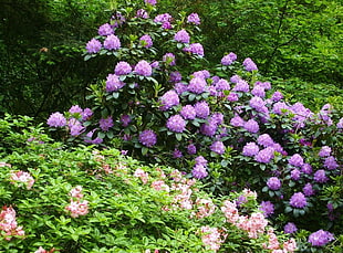 field of purple petaled flowers
