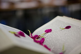 pink petals on book body
