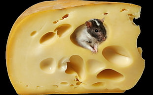 white and brown mouse, mice, cheese, animals, food