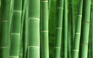 green bamboo, macro, bamboo, plants, nature