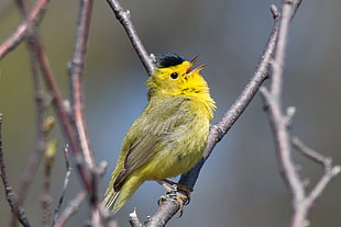 yellow and black bird on tree trunks, warbler
