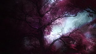 purple leaf tree, forest, landscape, trees HD wallpaper