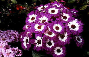 bouquet of purple Gerbera flower