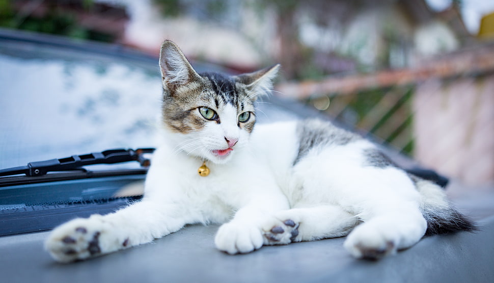 white and silver Tabby kitten HD wallpaper