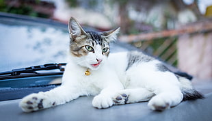 white and silver Tabby kitten