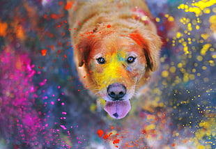 short-coated brown dog, animals, dog, paint splatter, colorful