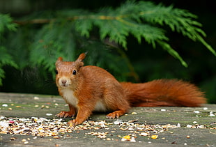 red squirrel on brown wooden surface HD wallpaper