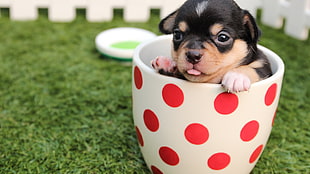 white and red polka-dot ceramic mug, animals, dog HD wallpaper