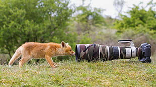 brown fox, nature, animals, wildlife, fox HD wallpaper