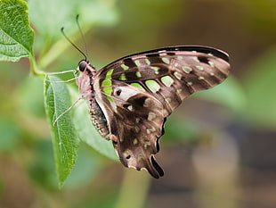 macro photography of brown butterfly on green leaf, spotted