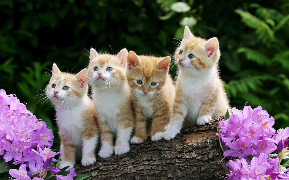 photo of four orange tabby kittens standing on brown wood log HD wallpaper