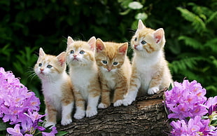 photo of four orange tabby kittens standing on brown wood log